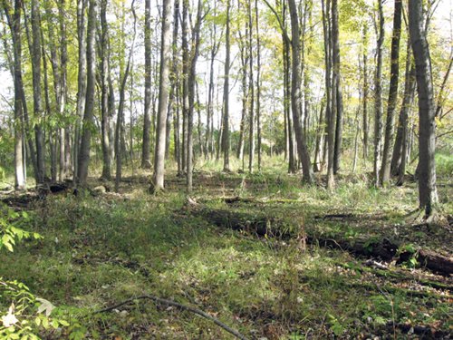 Property photo 13 - 212 Acres Offered in 6 Tracts - Selling Regardless of Price
